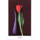 Yuri Dojc (red tulip)