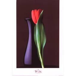 Yuri Dojc (red tulip)